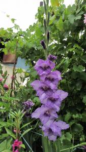 Gladiola mov