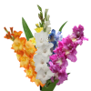 gladiole.png