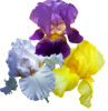irisi.png